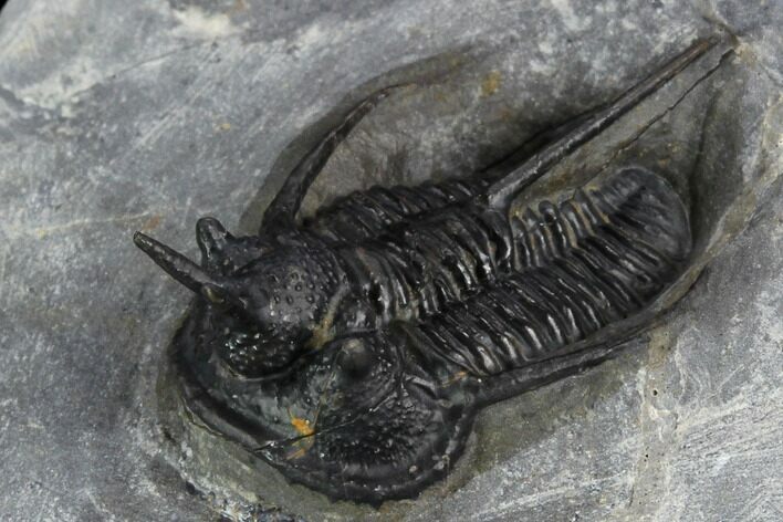 Devil Horned Cyphaspis Walteri Trilobite #125181